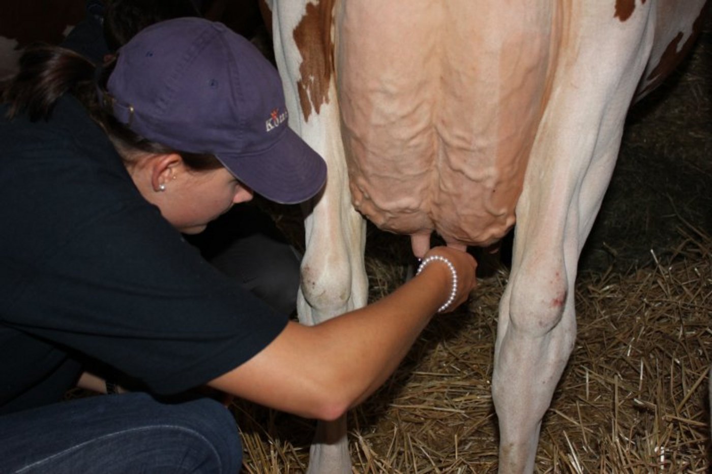 Euterkontrolle von der Fachfrau.