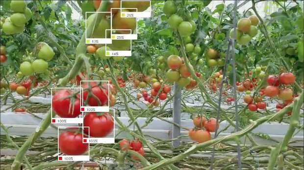 Agtech: Was steht hinter dem Begriff, der Elektrizid-Maschinen und Ernte-Roboter in die Landwirtschaft bringt? Der Ernteroboter der Firma Root AI erkennt den Reifegrad der Tomaten via eingebauter Kamera. (Bild Root AI)