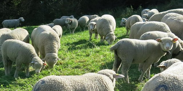 Die Nachfrage nach Zentralschweizer Lamm ist gut. (Bild: www.zentralschweizerlamm.ch)