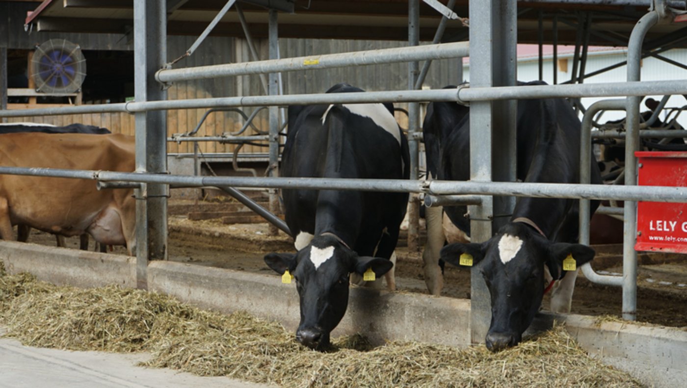 „Die Sprinkleranlage im Aussenbereich des Laufstalls schaltet ein, sobald die Temperatur über 30°C steigt. So werden einerseits die Kühe erfrischt, andererseits wird das aufsteigende Ammoniak gebunden und landet im Güllebereich des Spaltenbodens.“