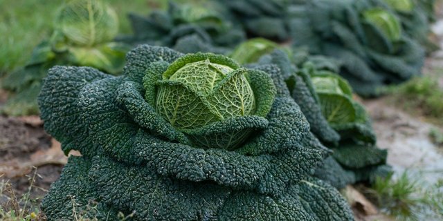 Bei Kohl ist das Risiko für grössere Nitratauswaschung höher als bei Blattgemüse. (Bild Pixabay)