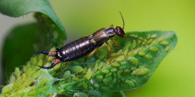 Eine Vielfalt in der Landschaft sorgt für eine natürliche Schädlingskontrolle. (Bild zvg)