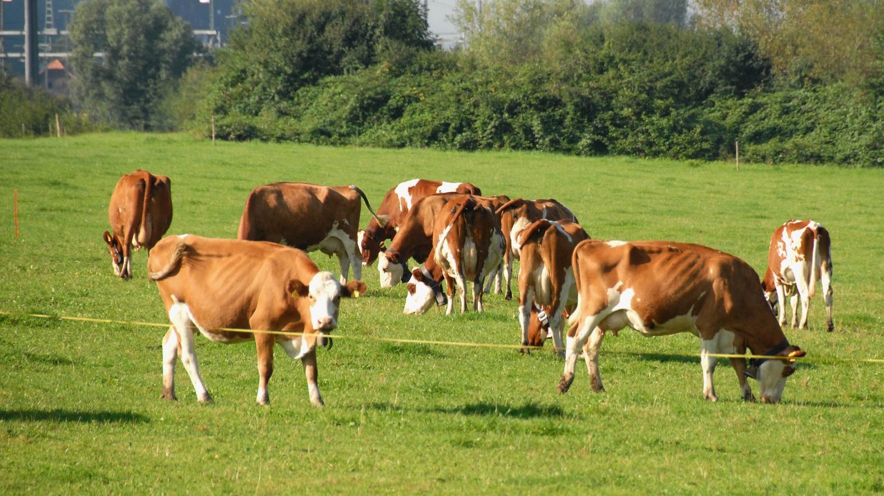Auf diesen Wiesen produziert Braun mit 45 - 60 Kühen (Swiss Fleckvieh) 9000 bis 12 500 kg Milch je Hektare und erzielt einen Arbeitsverdienst von 30 bis 45 Franken je Stunde. Die Weideflächen sind nicht perfekt arrondiert sondern teilt sich auf zwei Hauptstandorte auf. 