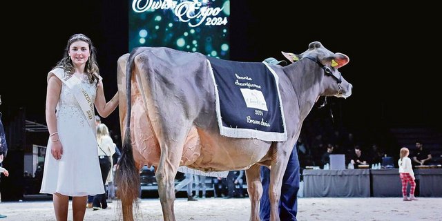 Die schönste Brown-Swiss-Kuh der diesjährigen Swiss Expo: Nussbaumer Lennox Tammy von Marcel Nussbaumer aus Oberägeri.
