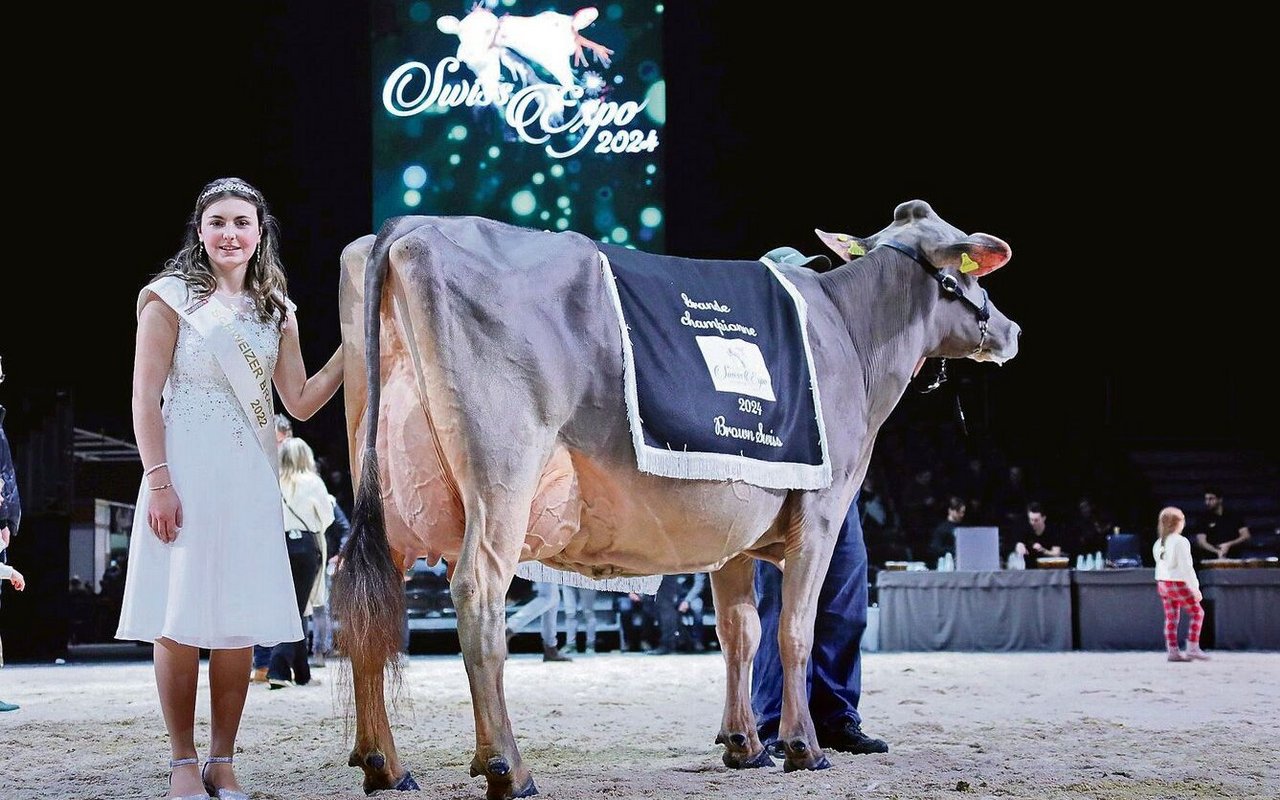 Die schönste Brown-Swiss-Kuh der diesjährigen Swiss Expo: Nussbaumer Lennox Tammy von Marcel Nussbaumer aus Oberägeri.