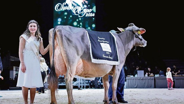 Die schönste Brown-Swiss-Kuh der diesjährigen Swiss Expo: Nussbaumer Lennox Tammy von Marcel Nussbaumer aus Oberägeri.