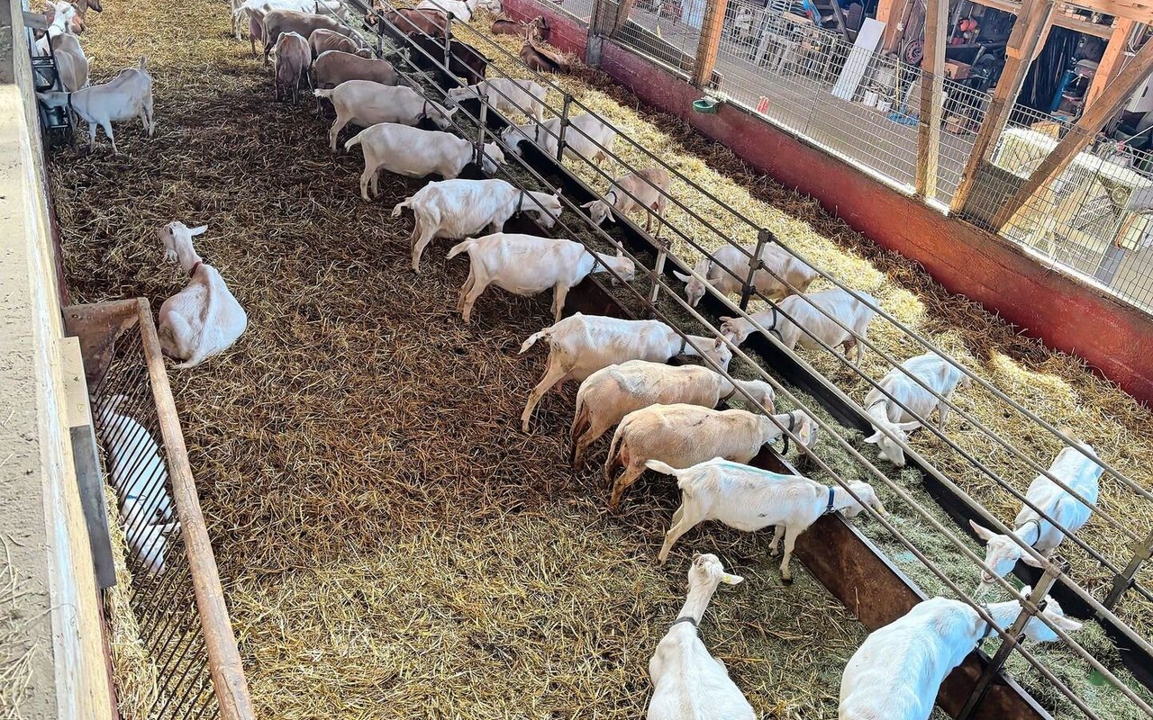 Insgesamt 90 Saanenziegen und 50 Lacauneschafe teilen sich auf dem Familienbetrieb von Peter Blaser ihren Stall.