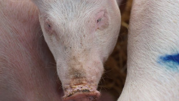 Der geständige Tierschützer hatte zwei Schweine aus Katalonien «retten wollen». (Bild Pixabay)