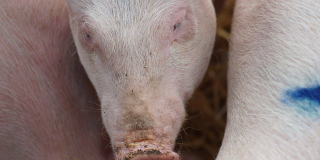 Der geständige Tierschützer hatte zwei Schweine aus Katalonien «retten wollen». (Bild Pixabay)
