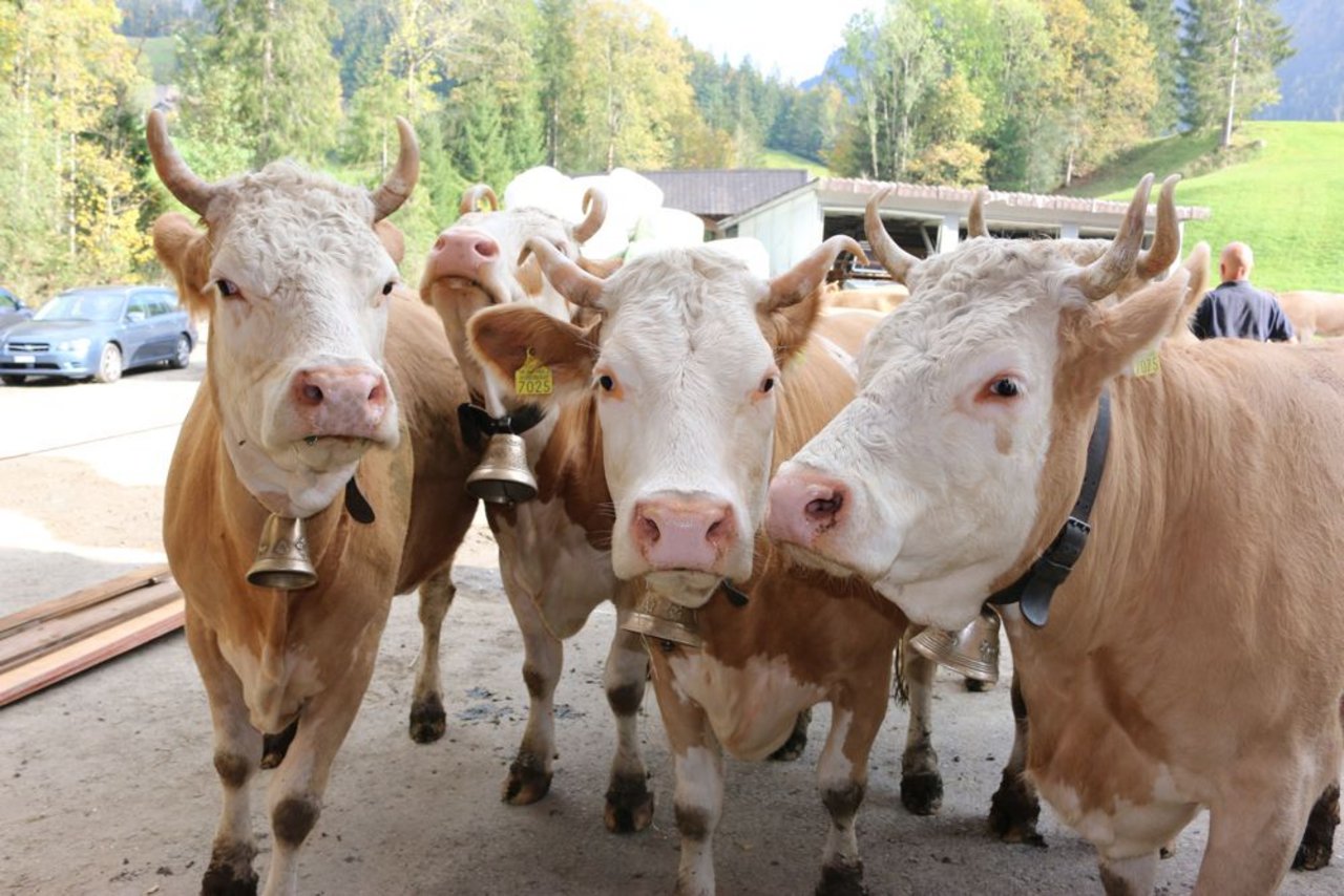 Die Kühe der Familie Gerber, Schangnau konnten am Donnerstag letzter Woche wieder in ihren Stall zurückkehren. Dieser wurde am 24. Juli vom Hochwasser überschwemmt. (Bild: Simone Barth)