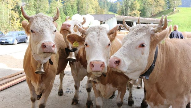 Die Kühe der Familie Gerber, Schangnau konnten am Donnerstag letzter Woche wieder in ihren Stall zurückkehren. Dieser wurde am 24. Juli vom Hochwasser überschwemmt. (Bild: Simone Barth)