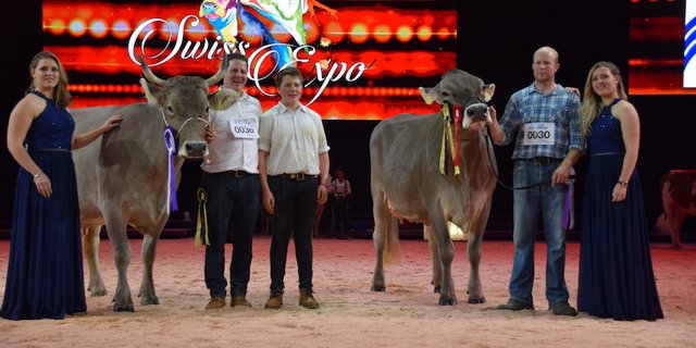 Grand Champion OB: Voran Tamara (links) von Paul Korrodi aus Schönenberg LU und die Reserve Buchers Valido Livia von Thoams Bucher aus Neuenkirch LU. Bei der Schöneuterwahl tauschten diese beiden Kühe die Plätze. (Bild jsb)