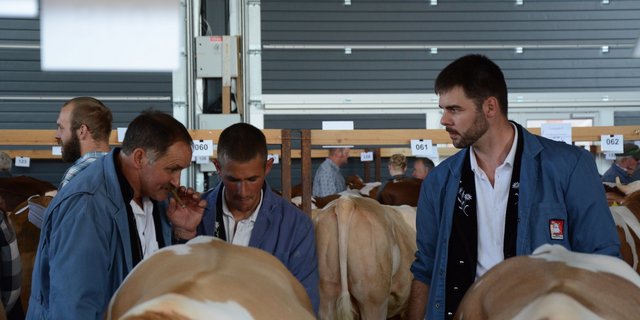 In Thun geht es heute bei den Züchtern nur um eines: um die Stiere. (Bild sb)