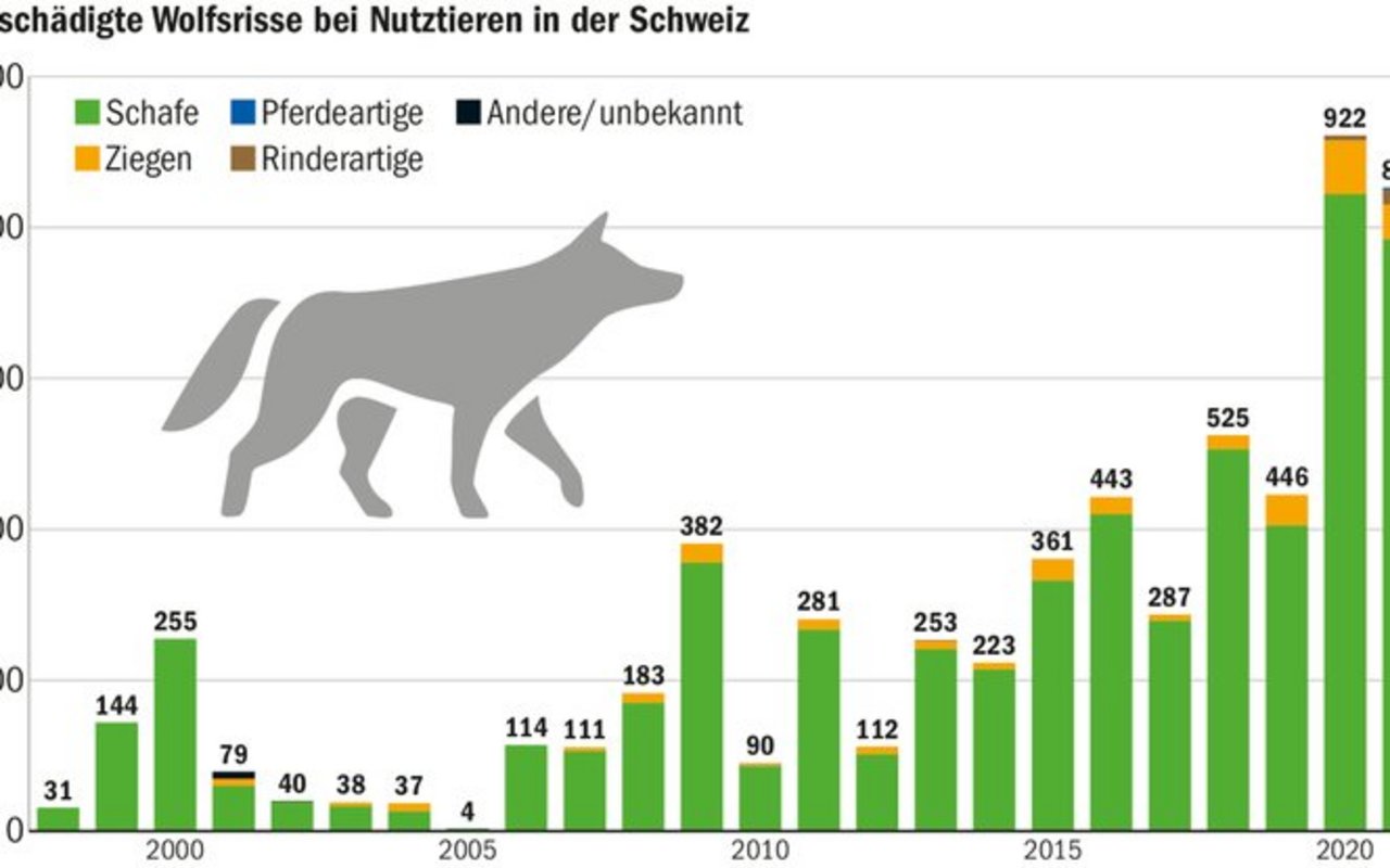 In den letzen Jahren hat die Wolfspräsenz stark zugenommen. Dies spiegelt sich in den Zahlen von Rissen wieder. 