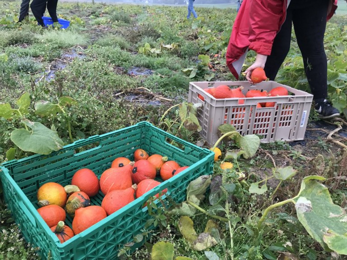 Den ersten Einsatz gab es bei der Kürbis-Ernte. (Bild OGG)