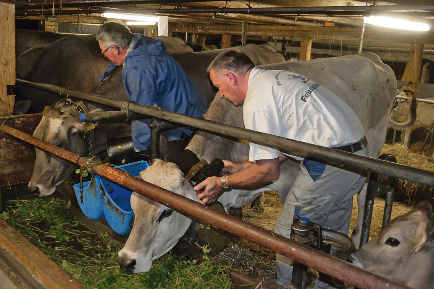 Walter Späni und Urs Flühler beim Umhängen der Trycheln. Aber  aufgepasst, nicht jede Trychel passt zu jeder Kuh.