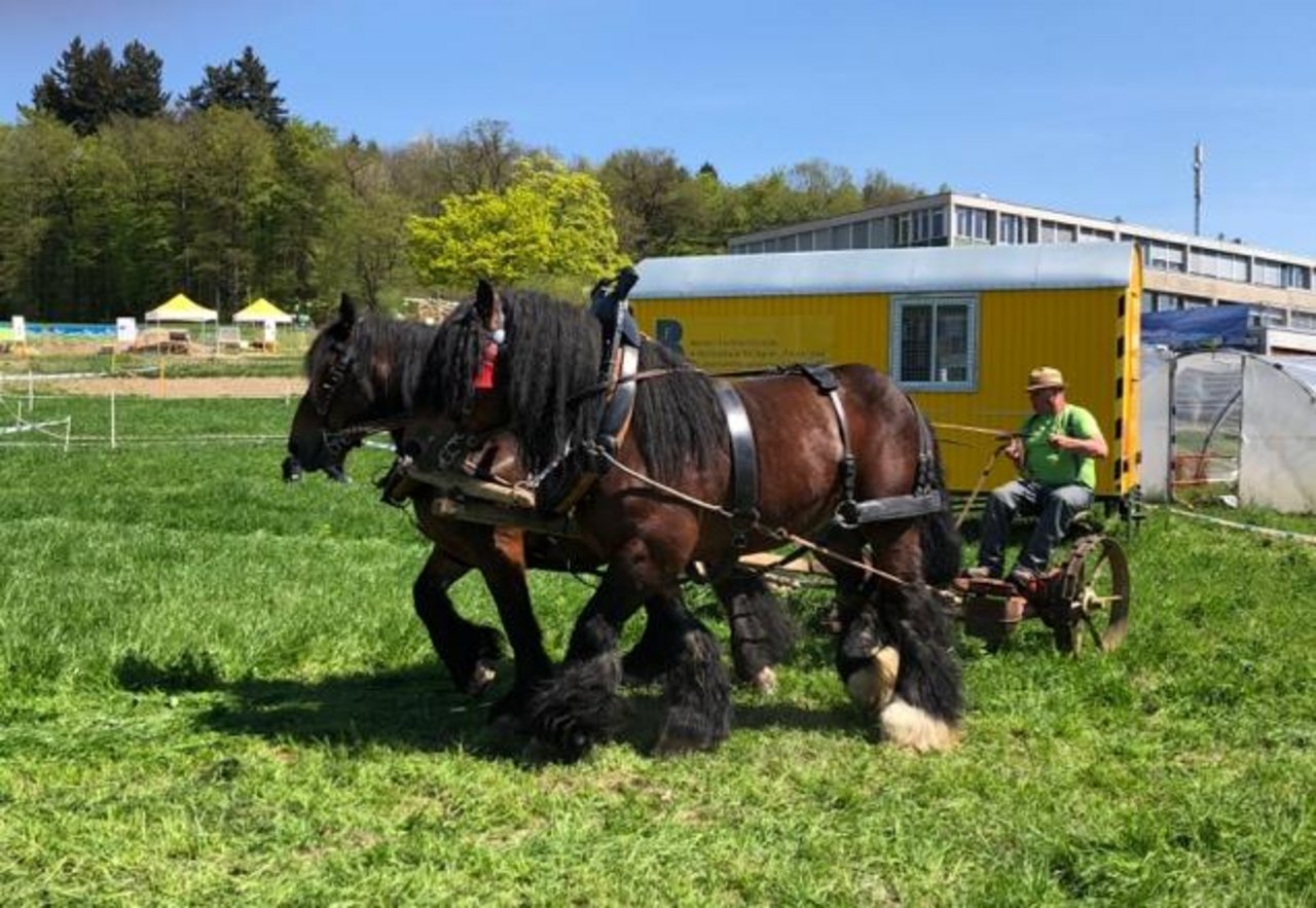 Zu sehen gab es etwa auch einen Mähwettbewerb zwischen Pferd und Traktor. (Bild jba)