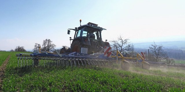 Damit der Striegel eine gute Wirkung erzielt, ist es wichtig, das Unkraut in einem frühen Stadium zu bekämpfen.