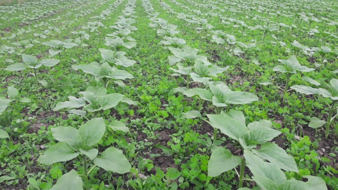 Untersaaten könnten den Einsatz von Herbiziden ablösen. Der Anbau müsse sich allerdings auch finanziell für den Landwirt lohnen, um einen Verzicht in Betracht zu ziehen. (Bild Hansruedi Schoch, Agridea)