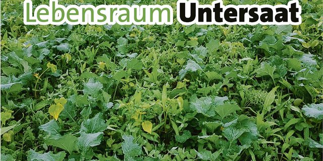 Feldrandtafeln der «Rapskampagne 2020» klären die nichtbäuerliche Bevölkerung über den Lebensraum Untersaat auf. (Bild zVg)