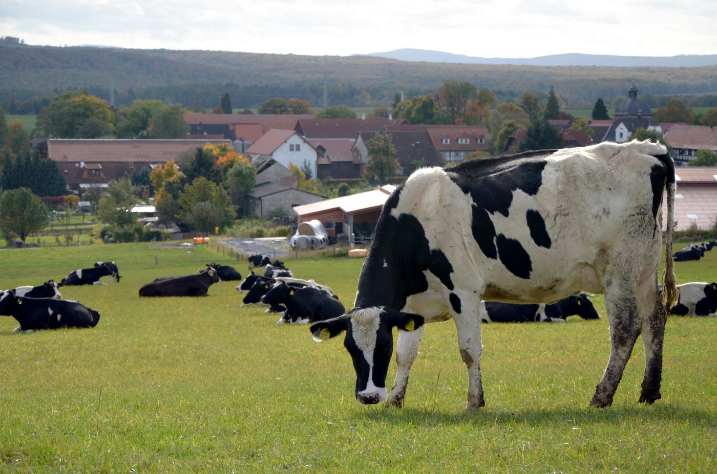 120 Holstein-Friesian-Kühe weiden bei Familie Ilse. Weil die regionale Molkerei schliessen musste, wird die Milch weit transportiert. 