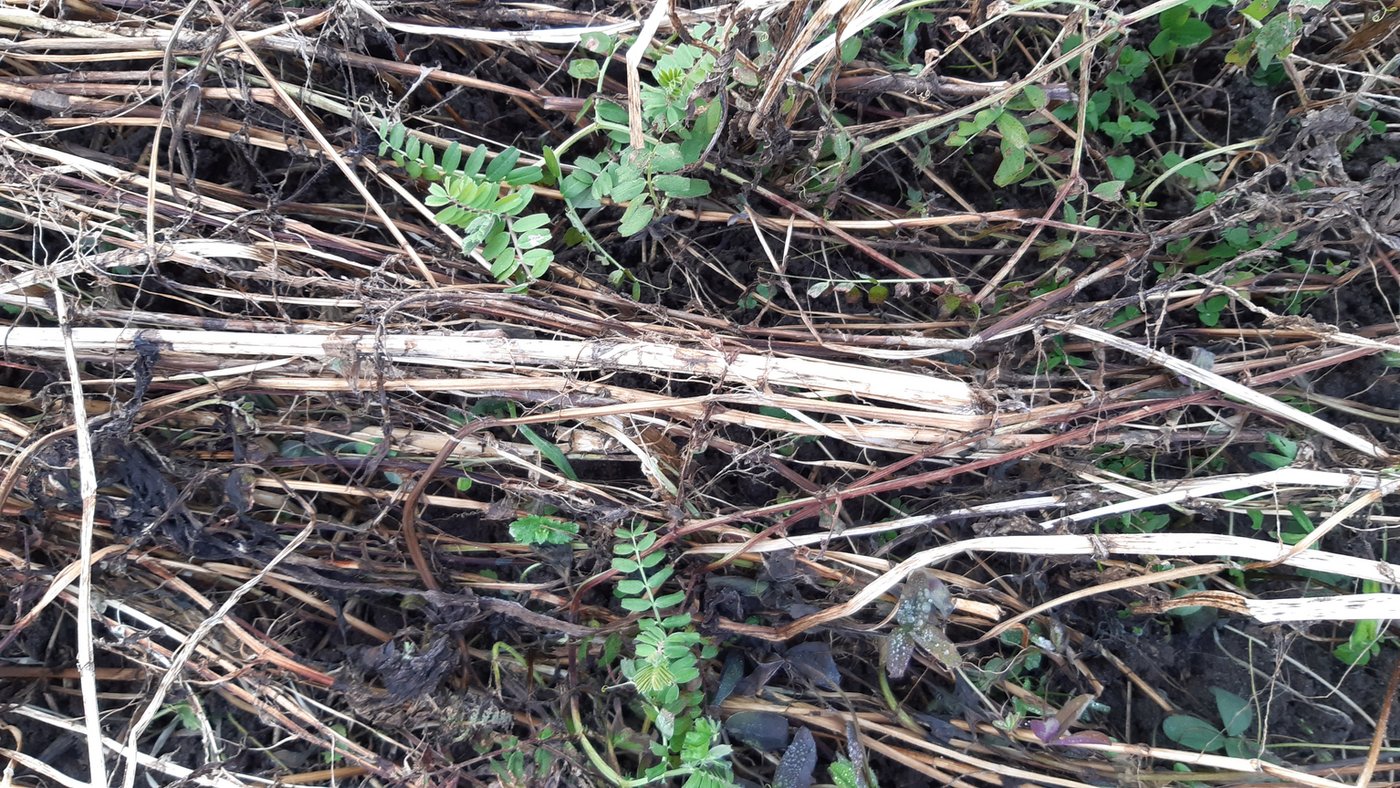Die Wicke mit ihren gefiederten Blättern wächst zurzeit noch weiter, während andere Pflanzen die Kälte nicht überstanden haben.