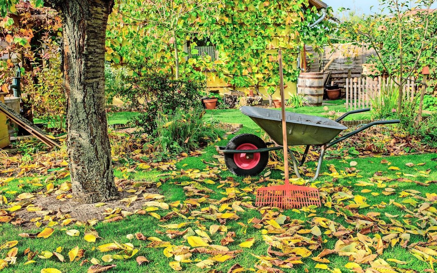 Laub ist ideal zum Mulchen und Kompostieren. Der Gerbstoffgehalt bestimmt, wie schnell sich die Blätter zersetzen: Bei Kastanien- (links) dauert es länger als bei Ahornblättern.