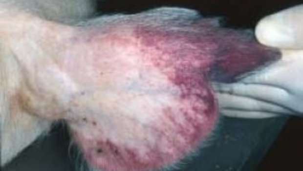  Bild 1 Petechiale Blutungen der Ohrmuschel bei einem erkrankten Schwein. (Bild joelmills) 