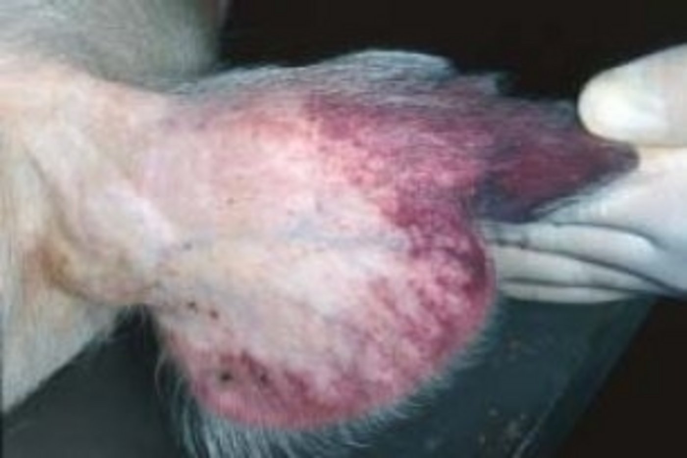  Bild 1 Petechiale Blutungen der Ohrmuschel bei einem erkrankten Schwein. (Bild joelmills) 