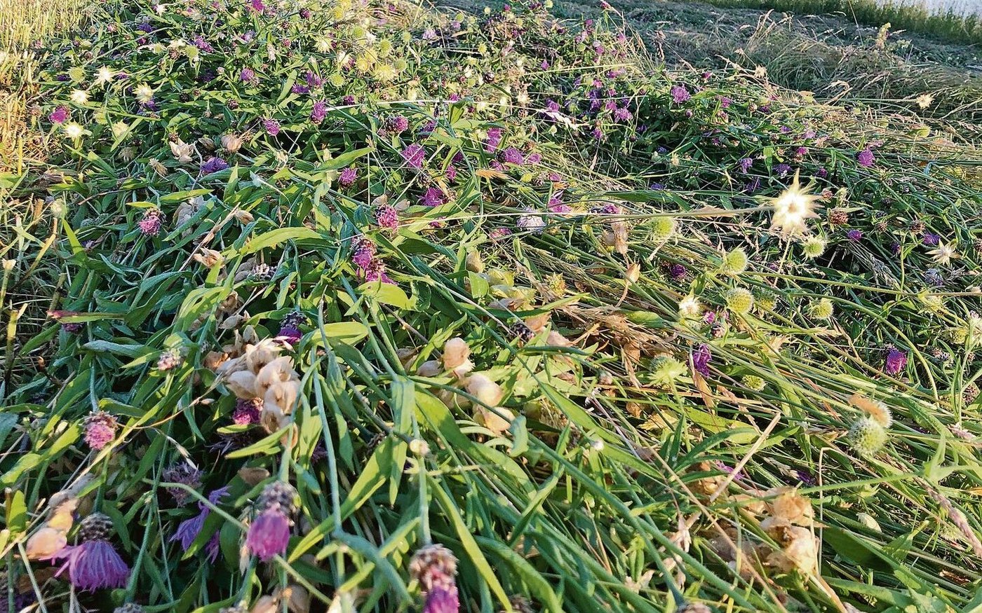 Ein letztes Mal mähen und dann ackern: Umnutzungen sind als Folge der Pflicht zu Acker-BFF Realität.