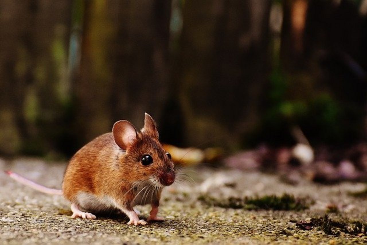 Aufgrund des Dürrebruchs und weil sich die betroffene Maus so rasch vermehrt. haben, herrscht in Australien eine schwerwiegende Mäuseplage. (Bild Pixabay/Alexandra)