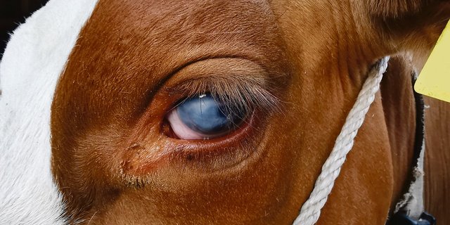 Die Trübung in Belayas Auge ist geblieben. Die RH-Kuh ist als Rind schwer an Gamsblindheit erkrankt und sieht trotz intensiver Behandlung auf diesem Auge heute nichts mehr.(Bild Simone Barth)