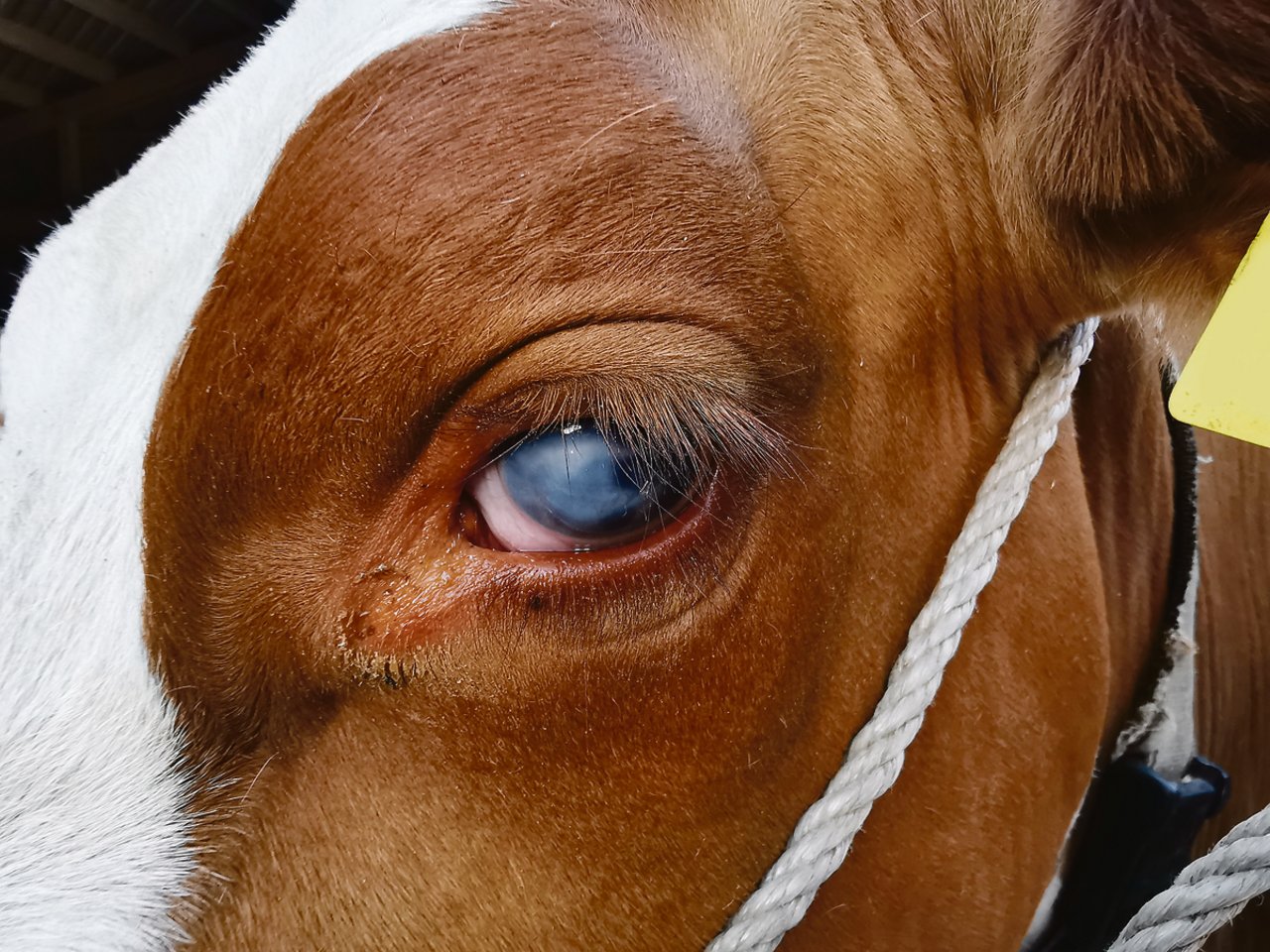 Die Trübung in Belayas Auge ist geblieben. Die RH-Kuh ist als Rind schwer an Gamsblindheit erkrankt und sieht trotz intensiver Behandlung auf diesem Auge heute nichts mehr.(Bild Simone Barth)