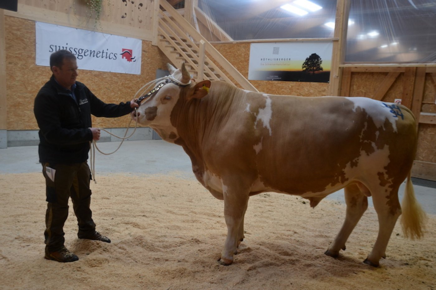 Bei den Simmentalern durfte sich der wunderschöne Polar Favorit von Hansueli Gfeller, Oberthal BE und Arnold Wüthrich, Arni BE, als Sieger feiern lassen. Der mit dem Maximum von 44 94 punktierte Favorit kommt aus der Zucht von Daniel Blum aus Konolfingen BE.