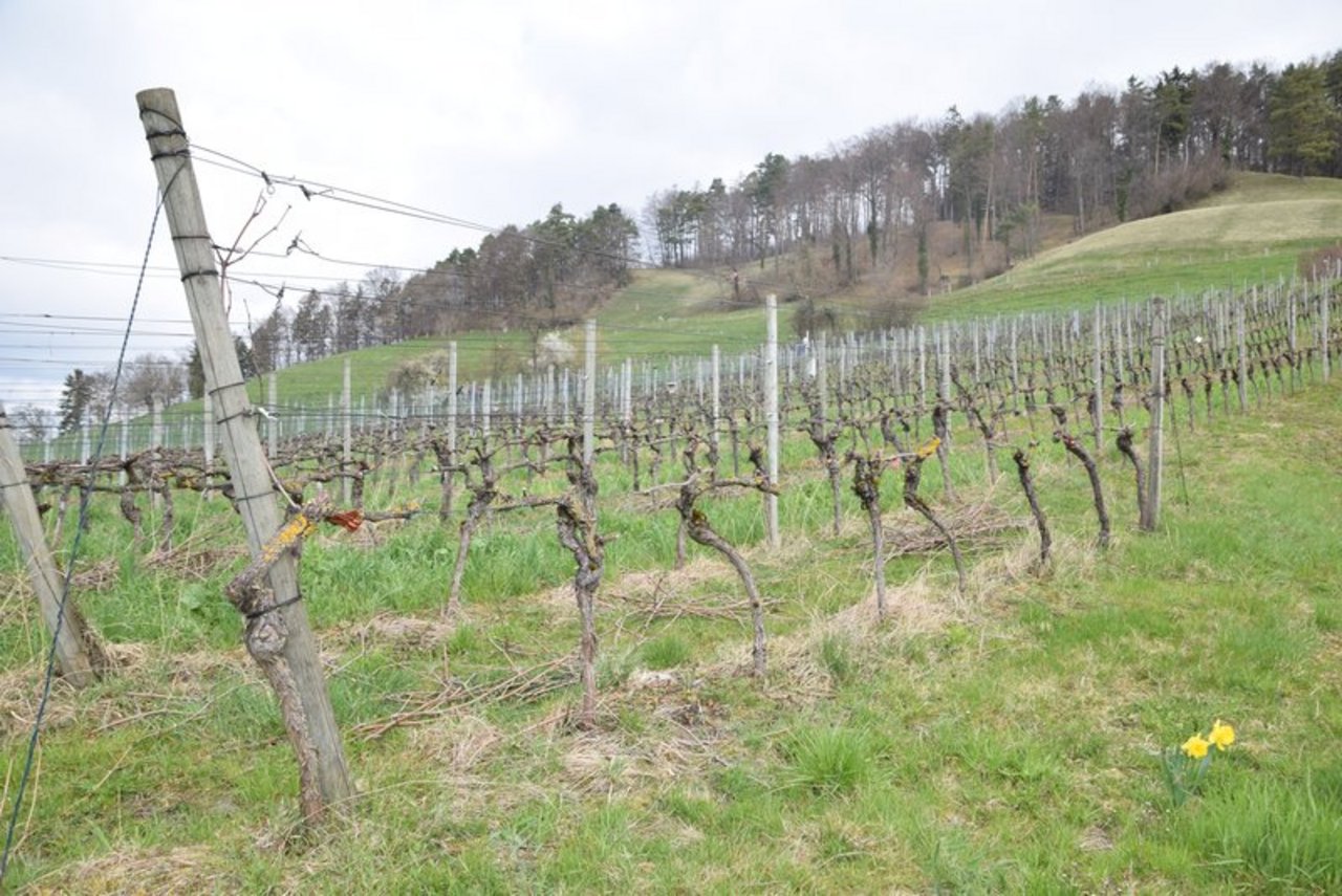 Beispielsweise sollen im Weinbau Bodenbegrünungen gefördert werden. (Bild BauZ)