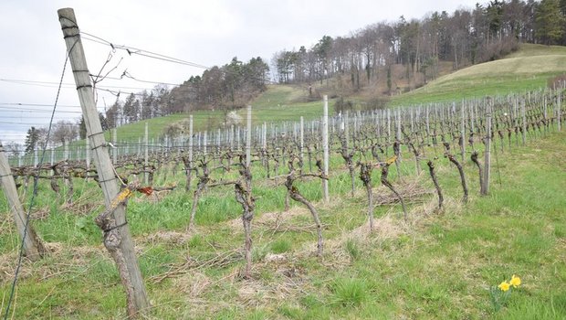 Beispielsweise sollen im Weinbau Bodenbegrünungen gefördert werden. (Bild BauZ)