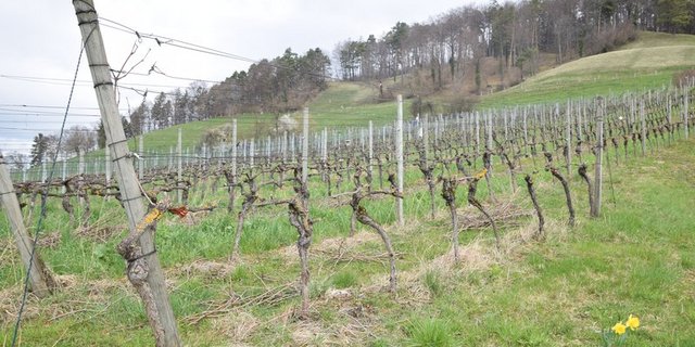 Beispielsweise sollen im Weinbau Bodenbegrünungen gefördert werden. (Bild BauZ)