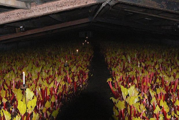 Blick in einen "forcing shed". Der Rhabarber wächst im Dunkeln, geerntet wird bei Kerzenschein. (Bild Wikipedia)