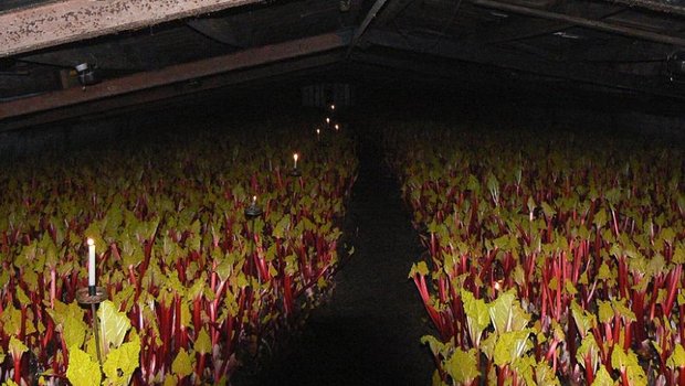Blick in einen "forcing shed". Der Rhabarber wächst im Dunkeln, geerntet wird bei Kerzenschein. (Bild Wikipedia)