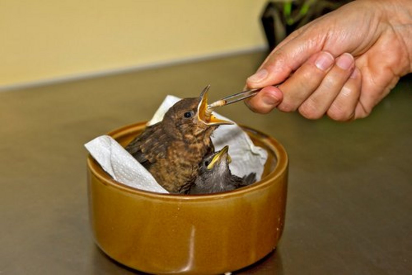 Seit 1967 pflegte die Vogelwarte Patienten von 235 Vogelarten. (Bild zvg/Schweizerische Vogelwarte)