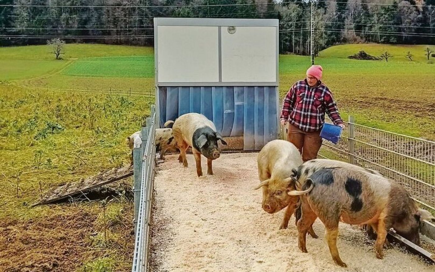 Der Hof Biseggmatte macht beim Projekt «Unser Hausschwein» mit. Die Schweine leben draussen und sind in die Fruchtfolge integriert.  