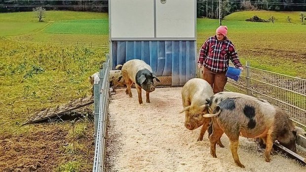 Der Hof Biseggmatte macht beim Projekt «Unser Hausschwein» mit. Die Schweine leben draussen und sind in die Fruchtfolge integriert. 