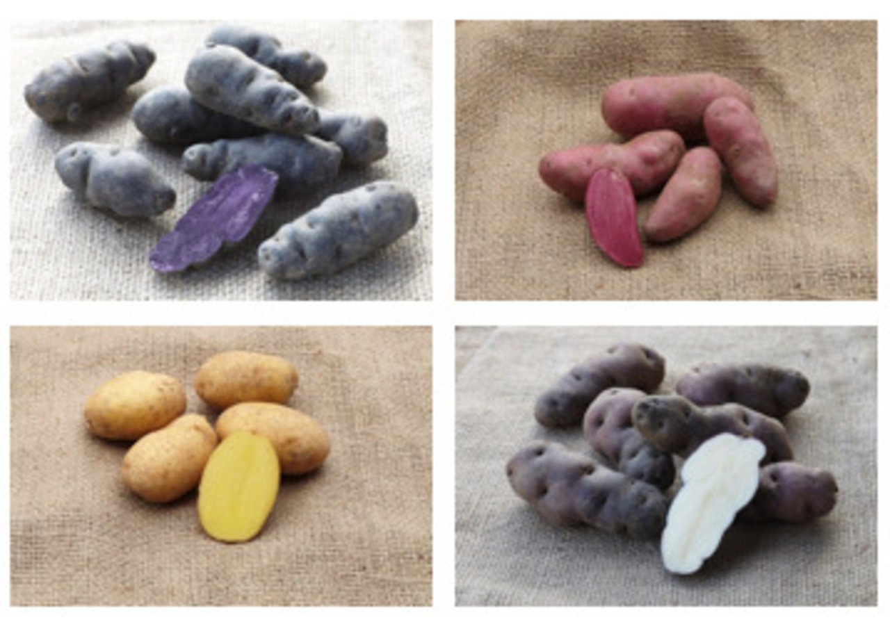 Bei Pro Specie Rara gibt es Kartoffeln in diversen Farben, Formen und Grössen für den Anbau im Garten. (Bilder Pro Specie Rara, Montage jsc)