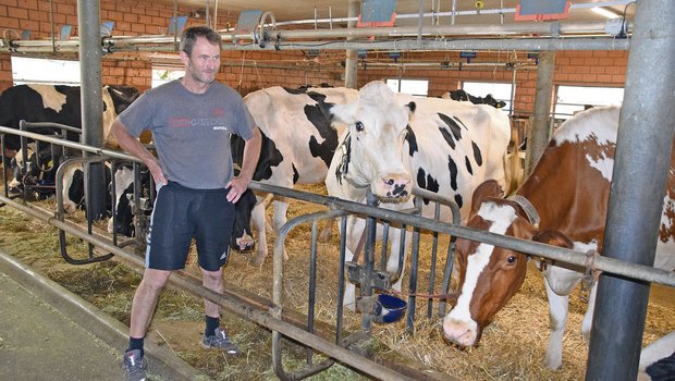 Martin Fankhauser aus Burgistein ist ein leidenschaftlicher Züchter. Ein Teil seiner Kühe istlaut Tierschutz aber zu gross und die Standplatzbreite in seinem Stall dafür zu klein. (Bilder Peter Fankhauser)