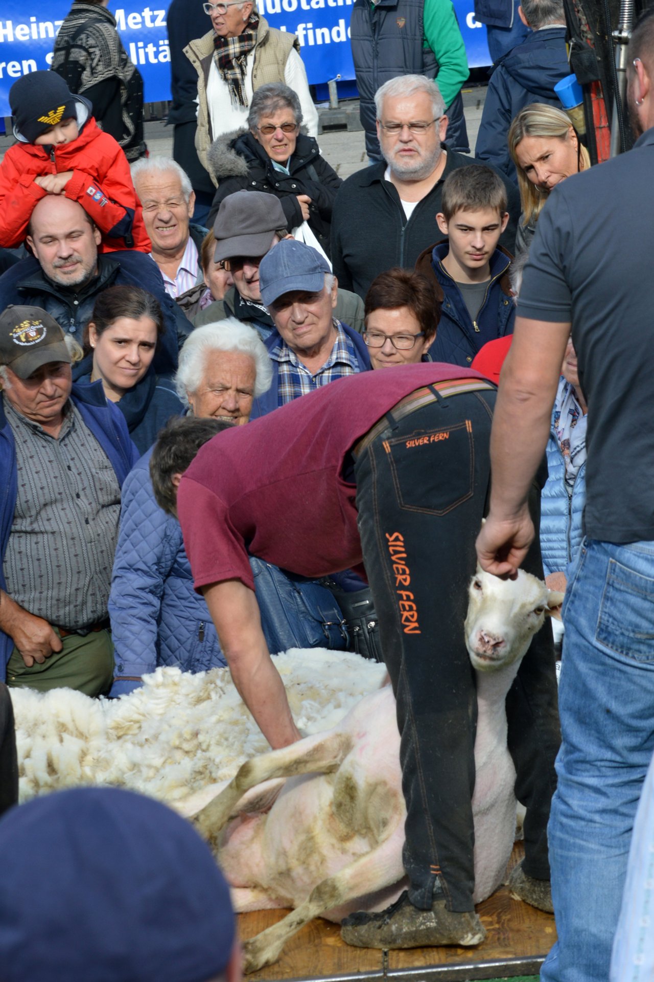 Showprogramm am Muotitaler Alpchäsmärcht: In nur drei bis vier Minuten war ein Schaf komplett geschoren. (Bild Guido Bürgler)