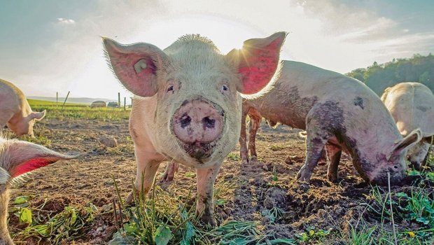 Gemäss Vorschlag bekämen die Bioschweine mehr Platz. Würden die Abnehmer das bezahlen? 