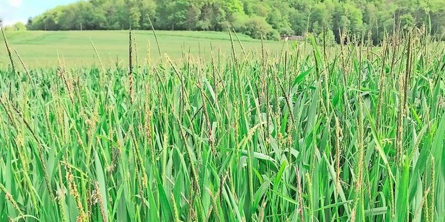AF mag feuchte, nährstoffreiche, schwere Böden.
