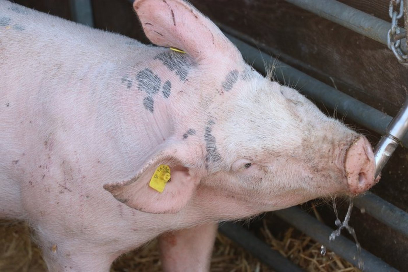 Eine gute Kombination: Wasser im Schatten. (Archivbild Ruth Aerni)