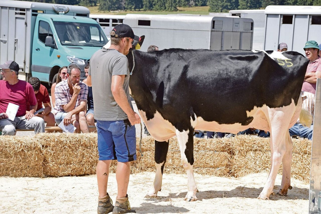 Sie ging für 4000 Franken weg: deForme Chief Chloe von Stéphane und Daniel Scheidegger aus Mettembert JU.