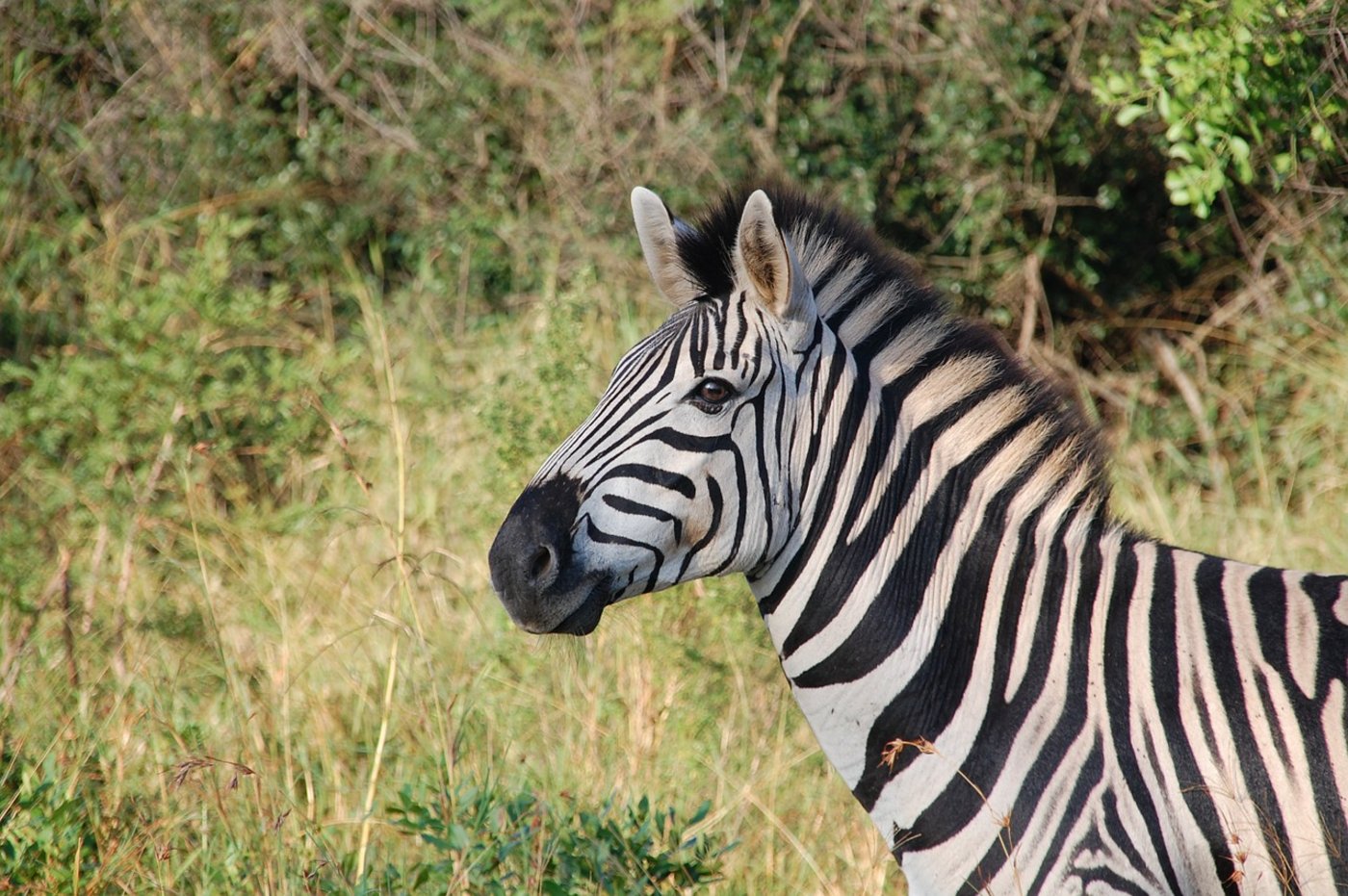 Ein entlaufenes Zebra musst in Deutschland erschossen werden. (Bild Pixabay)